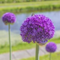 Allium Ambassador